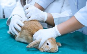 EPA Recommends Moving Away From Animal Testing, While Big Data Shows Testing Is Often Unnecessary