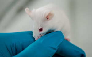 Alternative Approaches to Animal Testing for Safety Evaluation