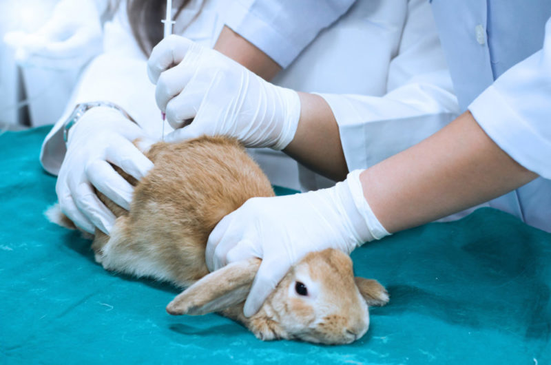 Animal Testing of Beauty Products Now Banned in These Three States